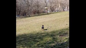 Той терьер играет в летающую тарелку. Дог фрисби