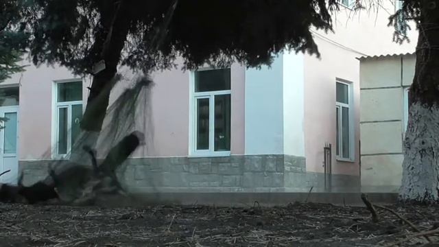 Отлов кошек