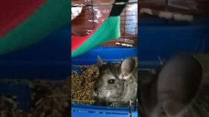 Шиншилла хрюкает.