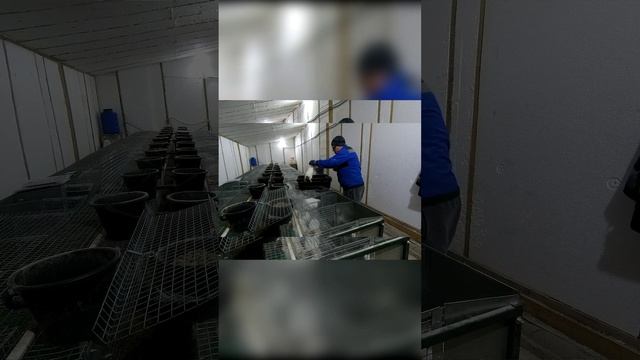 Будни фермера.
