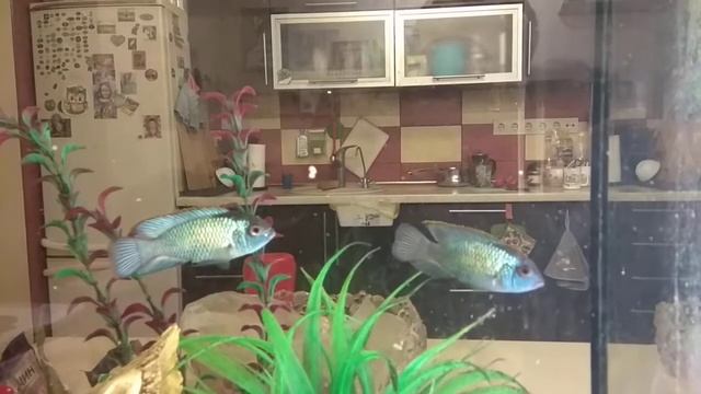 Кормление рыбок - рыбки Наннакара неоновая смотреть онлайн