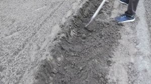 Высадка рассады лука порей в открытый грунт.