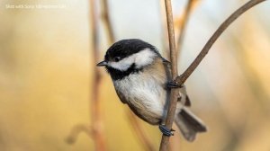 Sony 100-400mm GM vs Sigma 100-400mm DG DN OS Comparison