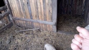 ?Свиноводство для самых ленивых.Поросята на откорме.