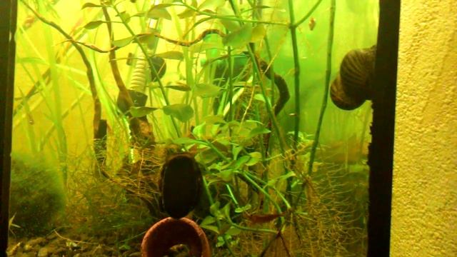 Скорость перемещения улиток в аквариуме смотреть онлайн