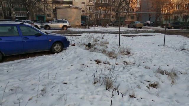 Джек Рассел терьер самая забавная собака!!! смотреть онлайн