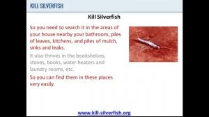 Kill Silverfish | Why You Should Kill Silverfish