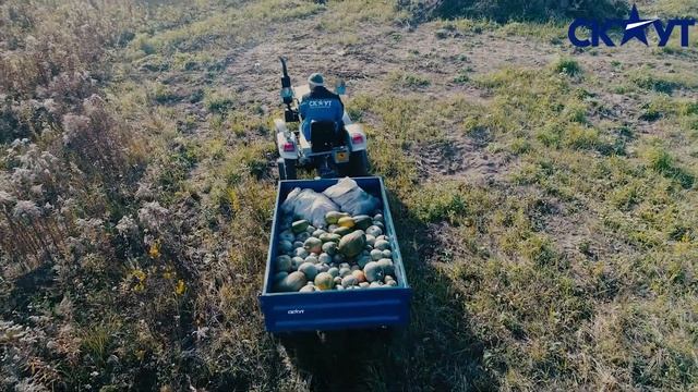 Трактор СКАУТ с прицепом 1ПТС - 1,5Т. Сбор урожая тыкв смотреть онлайн