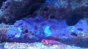 Мандаринка дракон