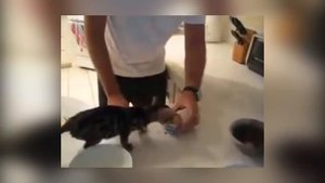 Милые животные