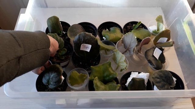 Укоренение. Дырки в тепличке делать? Зачем? Что это даёт? смотреть онлайн