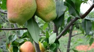 Груша Киргизская зимняя Россия | Растущая Таврида