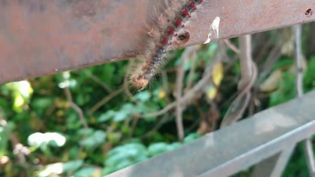 Непарный шелкопряд. Адлер. смотреть онлайн