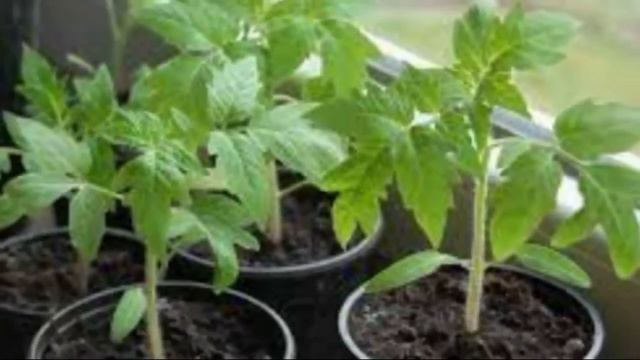 СРОЧНО! ПОДКОРМКА ПОД ЛЮБУЮ РАССАДУ. Рассада растет очень толстая, низенькая и коренастая смотреть онлайн