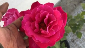 सबसे ज्यादा खुशबू वाला गुलाब/ MOST FRAGRANT PINK ROSE (CAPRICE DE MEILLAND) #rose #rose_series