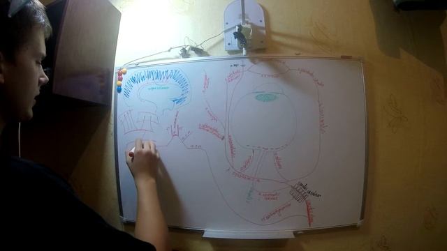 Внутренняя сонная артерия №2 смотреть онлайн