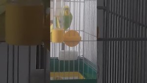 попугай кеша чихает
