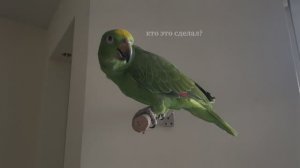 я и мой зелёный попугай | часть I