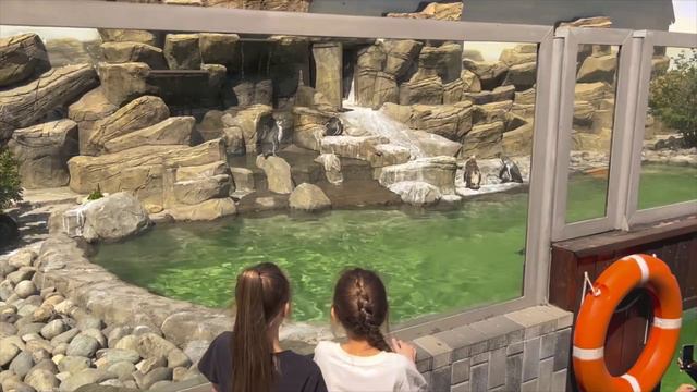 ANIMAL🐯🐻🐻❄️🐹🦝🦊🦄🐴🐇 ,WORLD, МИР, ЖИВОТНЫХ смотреть онлайн