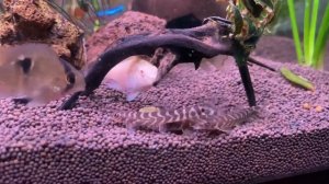 Аквариум 140 литров : Вьюн зодиак и другие рыбки кушают таблетку.