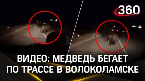 Видео: маленький напуганный медведь бегает по трассе в подмосковном Волоколамске