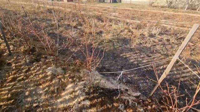 Урожайность голубики