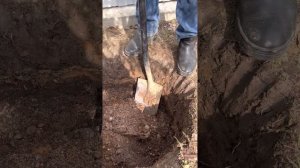 Пересадка елок. Живая изгородь от любопытных соседей.