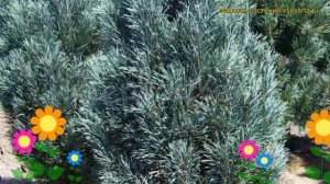 Сосна обыкновенная Фастигиата. Краткий обзор, описание характеристик pinus sylvestris Fastigiata