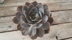 Cuidados de la Echeveria Morning Light 🌸