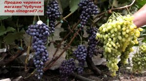 Виноград КИШМИШ ЧЕРНЫЙ СУЛТАН - ранний, черный, вкусный, сладкий. Продам https://shop.vinograd7.ru