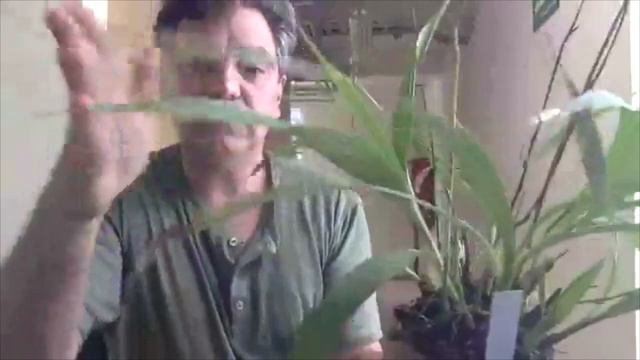 Desde el orquideario MAS смотреть онлайн