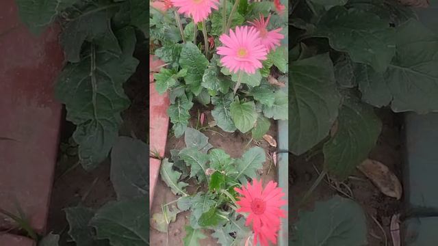 #gerbera #beautiful #nature #beauty #multicolour #flowers#pink color