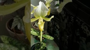 Paphiopedilum spp. epiphytic orchid Пафиопедилум орхидея пафіопеділум орхідея