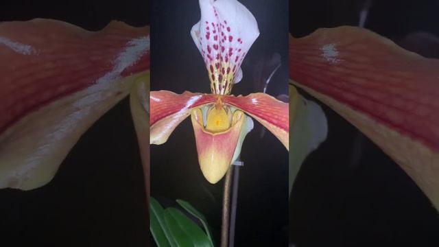 Орхидея пафиопедилум «Венерин башмачок» #paphiopedilum #orhids