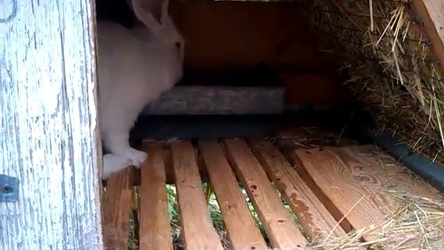 Крольчиха перед окролом Признаки беременности и вероятность окрола ч 2 смотреть онлайн