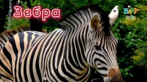 Животные Африки для детей и малышей / дикие животные/ животные для самых маленьких / african animal