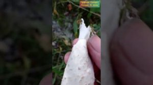 Навозник белый. Съедобный гриб