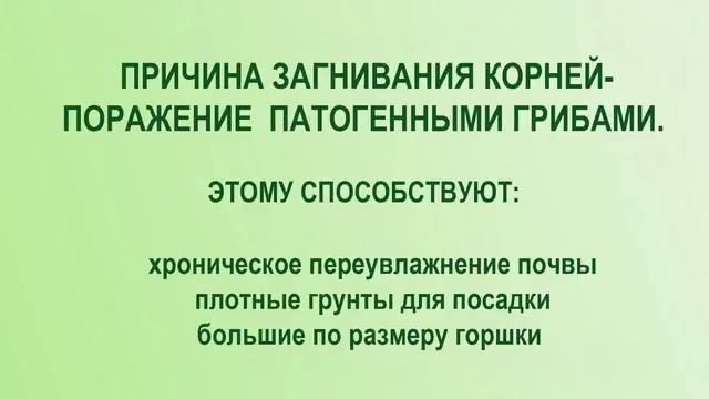 Чернеют и сохнут листья спатифиллума смотреть онлайн