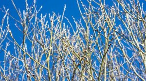 С.П. СЕМЁНОВ «ЕЩЁ ПОЛГОДА БУДЕТ СНЕГ ЛЕЖАТЬ…»  Читает ГАЛИНА БУШУЕВА