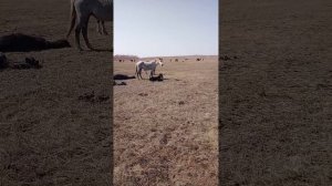 Жеребёнок иноходец.