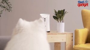 5 Best Pet Camera On Amazon - Best Security Camera For Pets