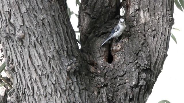 Белая лазоревка смотреть онлайн