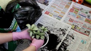 Пересадка фиттонии. [Надежда и Мир]