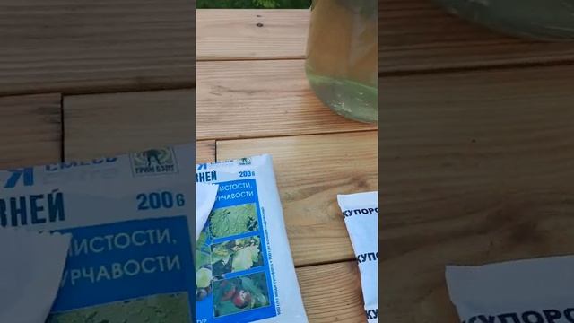 Как правильно развести бордоскую смесь для обработки томатов, перцев, огурцов от фитофторы