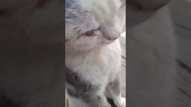 у моего кота нет глаза -_- он просто подрался! смотреть онлайн