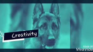 Немецкий овчарка  (ОКРАС ЧЕПРАЧНЫЙ И ЧЕРНЫЙ)