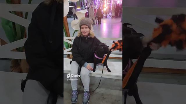 Staffie и СевКабель Порт