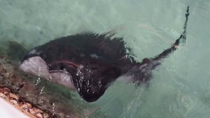 Кормление скатов на Мальдивах