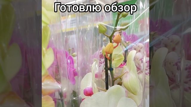 26.08.23 Поступление растений? #ЛеруаМерлен #Липецк #орхидеи #кактус #фикус #цветы #розы #shorts