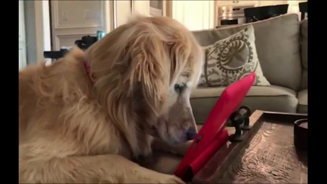 Golden retriever watching squirrel video Золотой ретривер смотрит видео с белкой